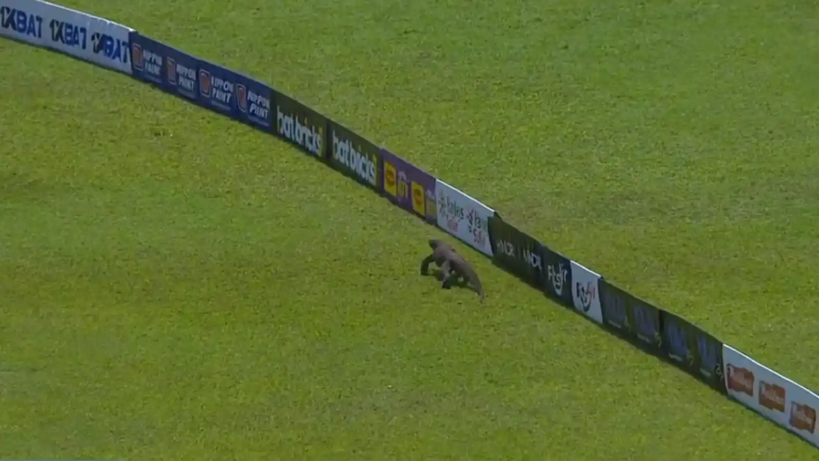 WATCH: Monitor Lizard Stops Play In The Sri Lanka-Afghanistan Test