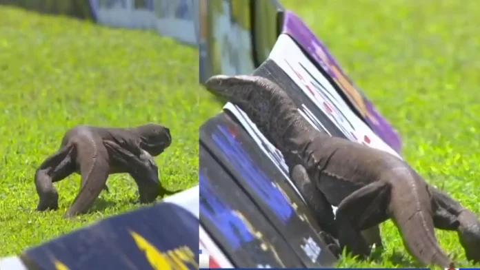WATCH: Monitor Lizard Stops Play In The Sri Lanka-Afghanistan Test